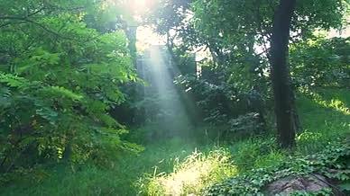 阳光丁达尔效应绿植植被太阳视频的预览图